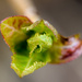 Hydrangea leaves by novab