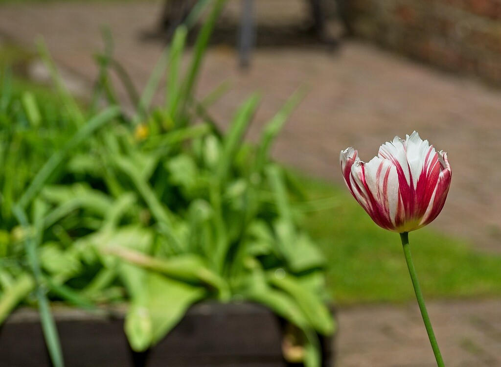 Lonely Tulip by delboy207