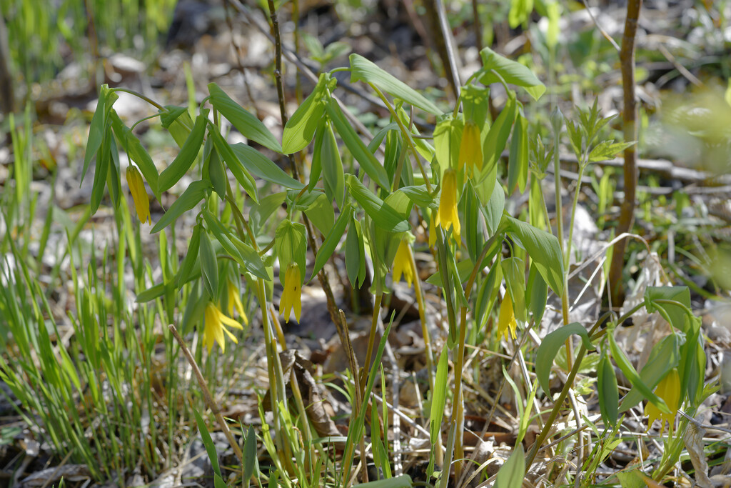 bellwort patch  by rminer