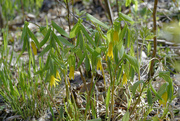 7th May 2022 - bellwort patch 