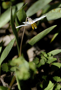 7th May 2022 - trout lily 