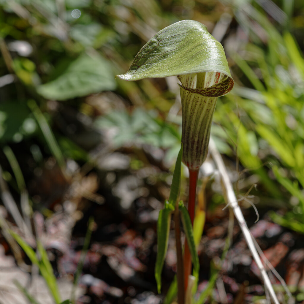 jack in the pulpit  by rminer