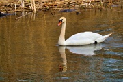 7th May 2022 - Swan