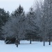 Cold, naked trees. by mandyj92
