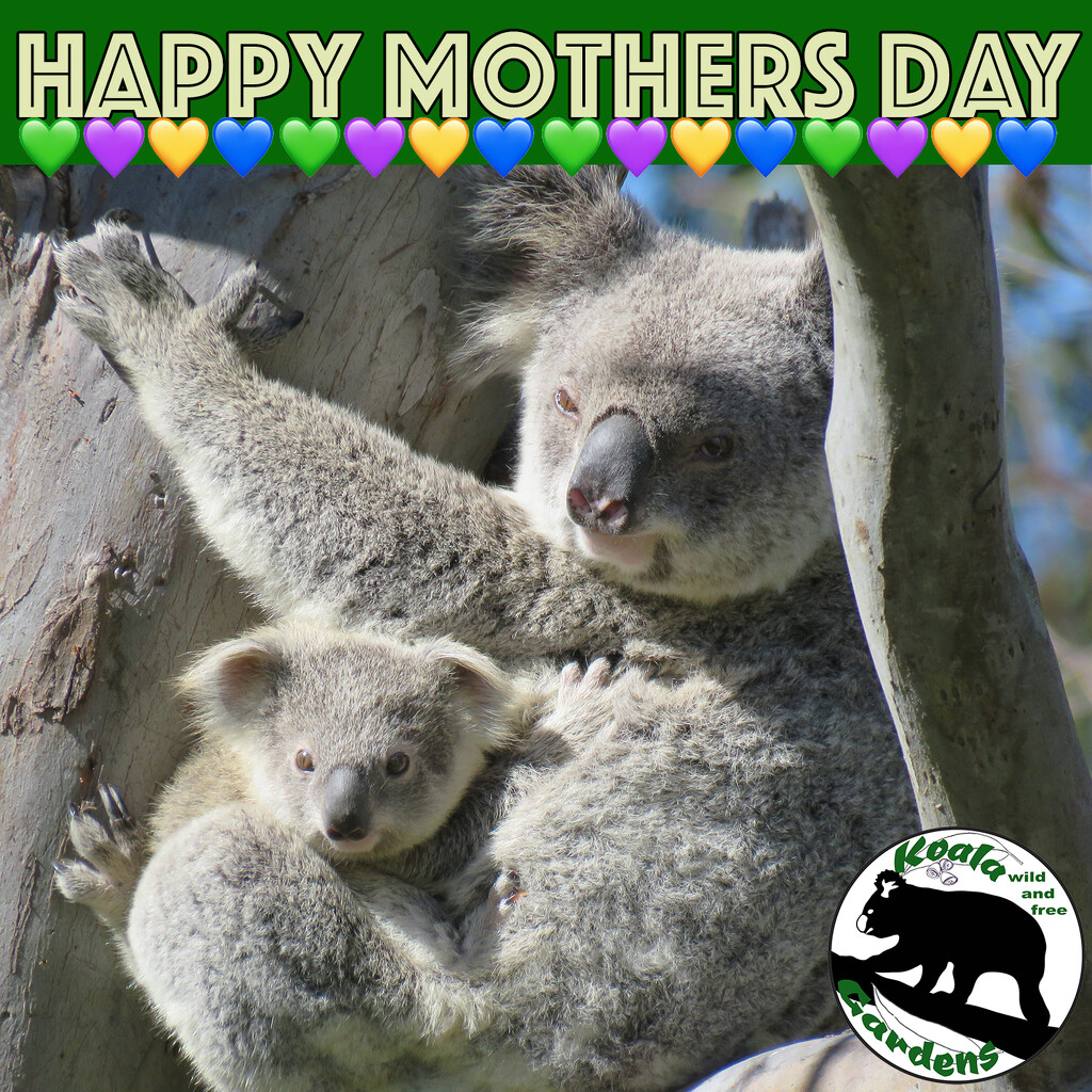 for all the mums on 365 by koalagardens