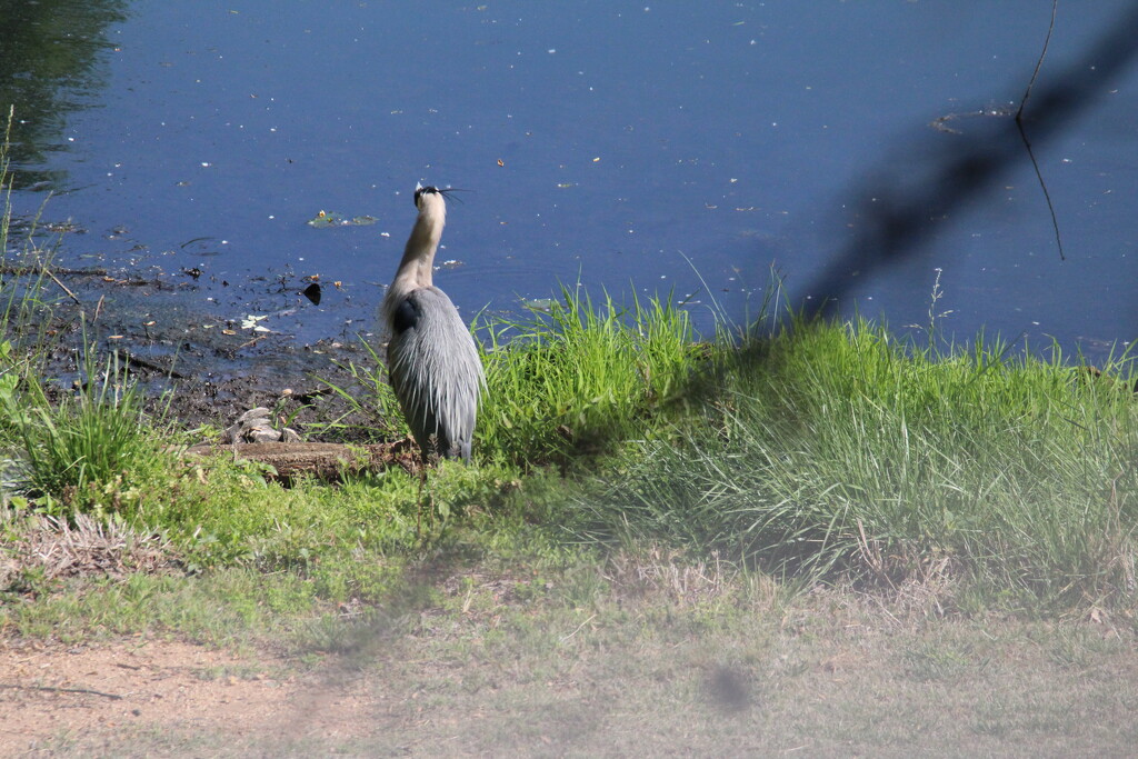 April 30 Blue Heron IMG_6208A by georgegailmcdowellcom