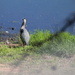 April 30 Blue Heron IMG_6208A by georgegailmcdowellcom
