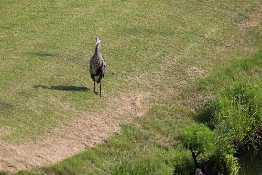 May 1 Blue Heron strolling between ponds IMG_6215A by georgegailmcdowellcom