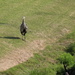 May 1 Blue Heron strolling between ponds IMG_6215A by georgegailmcdowellcom