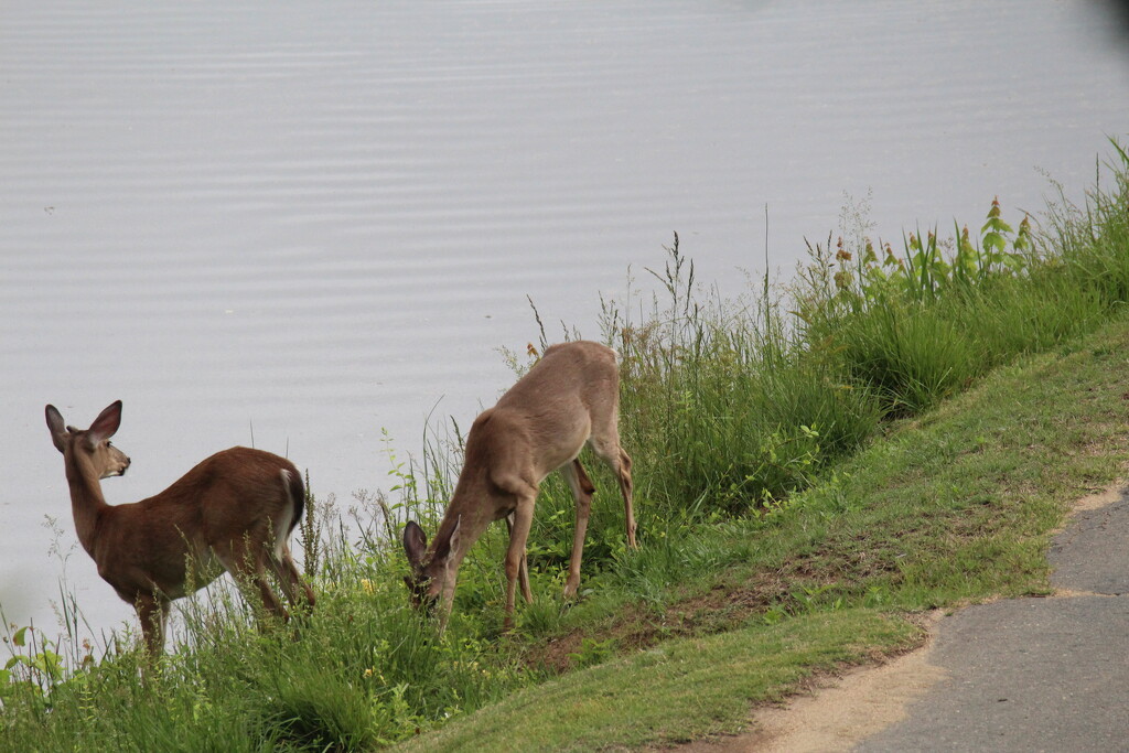 May 6 Deer keeping an eye on golfers IMG_6232A by georgegailmcdowellcom