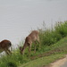May 6 Deer keeping an eye on golfers IMG_6232A by georgegailmcdowellcom