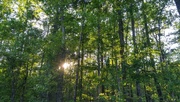 8th May 2022 - The sun sets in my woods...