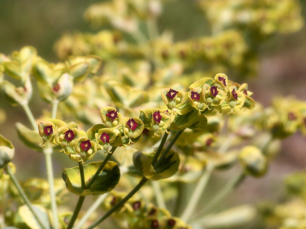 Euphorbia in color... by marlboromaam