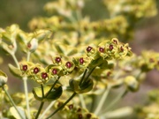 8th May 2022 - Euphorbia in color...