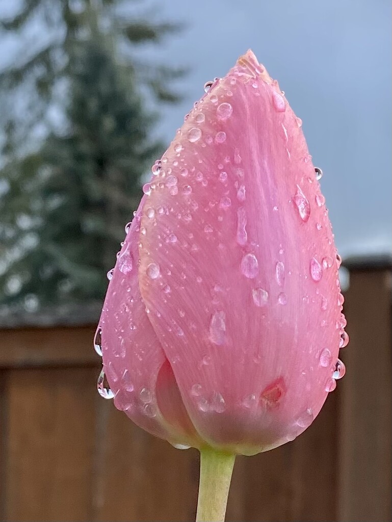 Tulip and Raindrops by clay88
