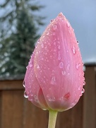 7th May 2022 - Tulip and Raindrops