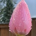 Tulip and Raindrops