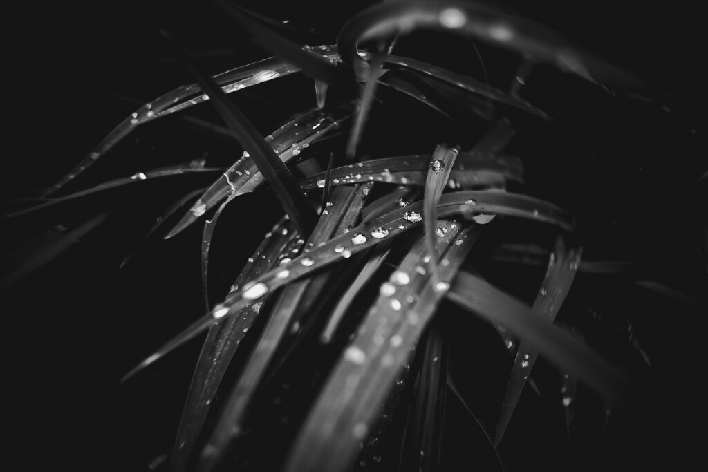 Raindrops by dei365