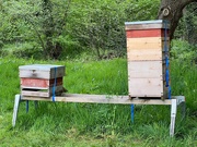 7th May 2022 - Training hives