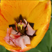 Tulip and Cherry Blossom  by sanderling