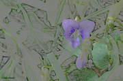 6th May 2022 - Wild Violets Color pencil
