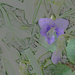 Wild Violets Color pencil by larrysphotos
