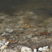 River shallows by larrysphotos