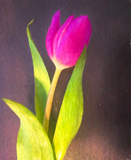 7th May 2022 - Just a tulip