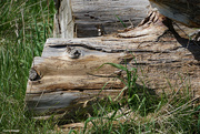 7th May 2022 - Washed up logs