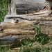 Washed up logs by larrysphotos