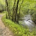 Noland Creek Trail by ctclady