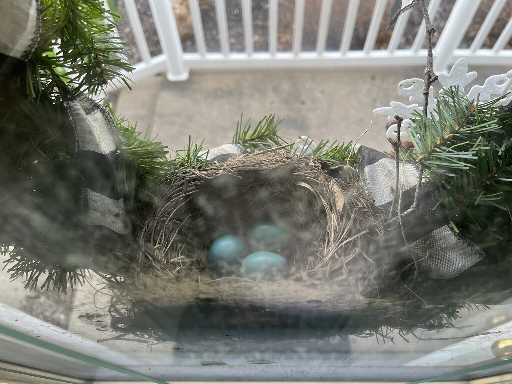 Robin nest on my front door wreath.  by pennyrae