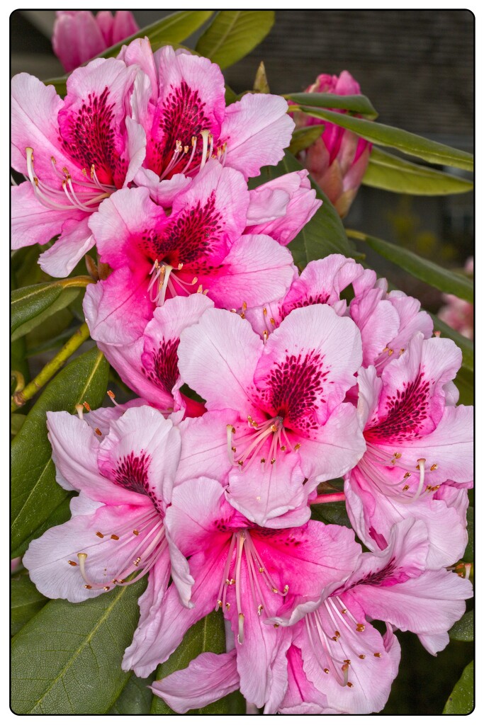 Pink Rhododendrons by jnr