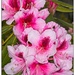 Pink Rhododendrons by jnr