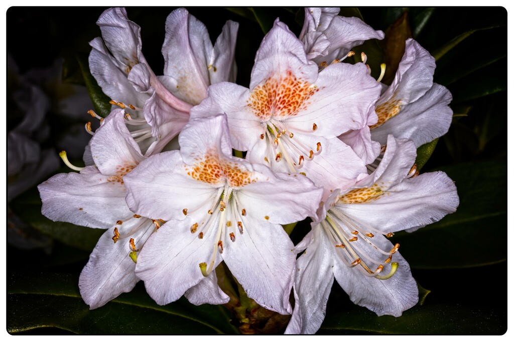 White Rhododendrons by jnr