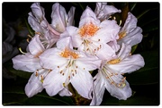 1st May 2022 - White Rhododendrons