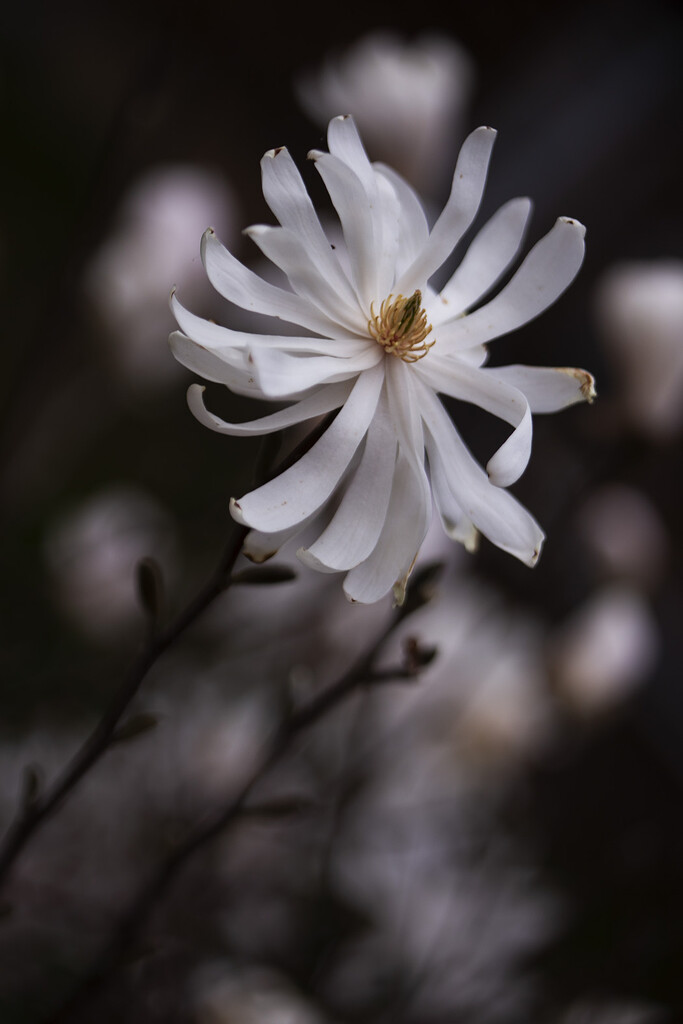 Royal Star Magnolia by pdulis