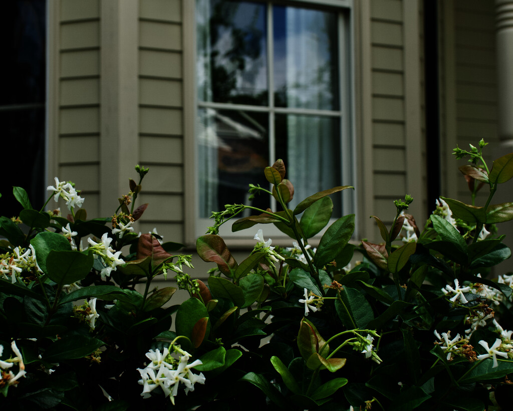 Star jasmine by eudora