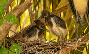 7th May 2022 - Tricolored Heron Babies!
