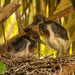 Tricolored Heron Babies! by rickster549