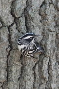 7th May 2022 - Black and White Warbler