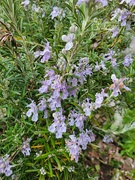 7th May 2022 - Rosemary Flowers