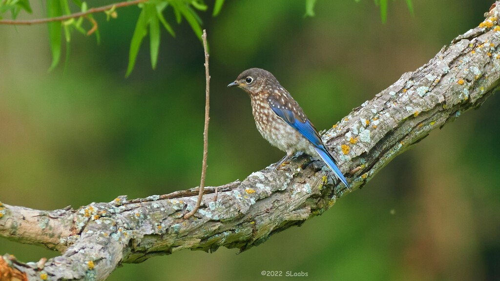 127-365 Young Blue Bird by slaabs