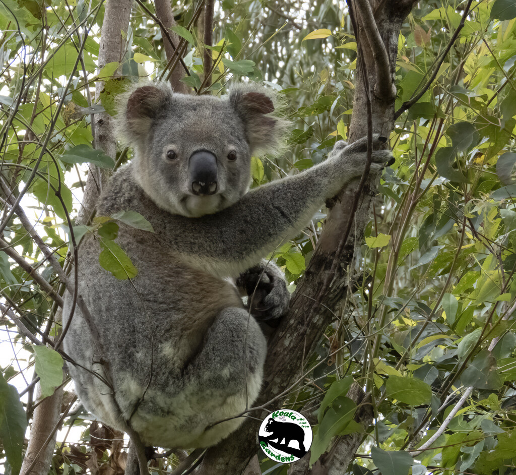 koalas have issues? by koalagardens