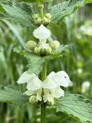 8th May 2022 - Nettle