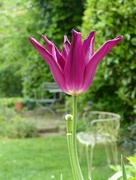 7th May 2022 - tulip and chairs