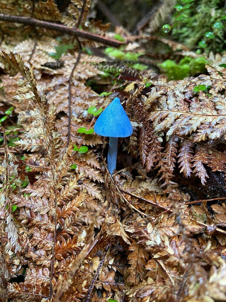 The rare New Zealand blue toadstill by suez1e