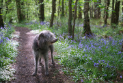 8th May 2022 - In the woods with Darrah