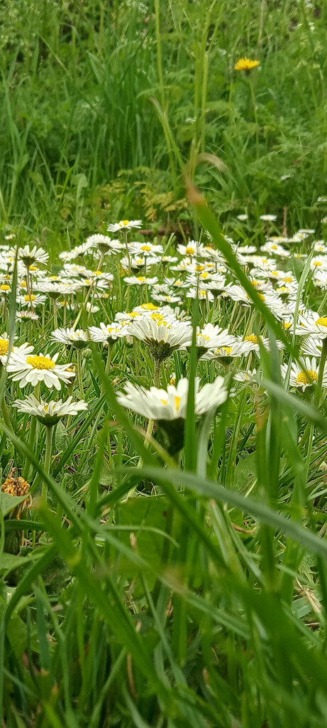 A carpet of daisy's by 365projectorgjoworboys