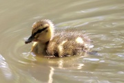 8th May 2022 - Duckling